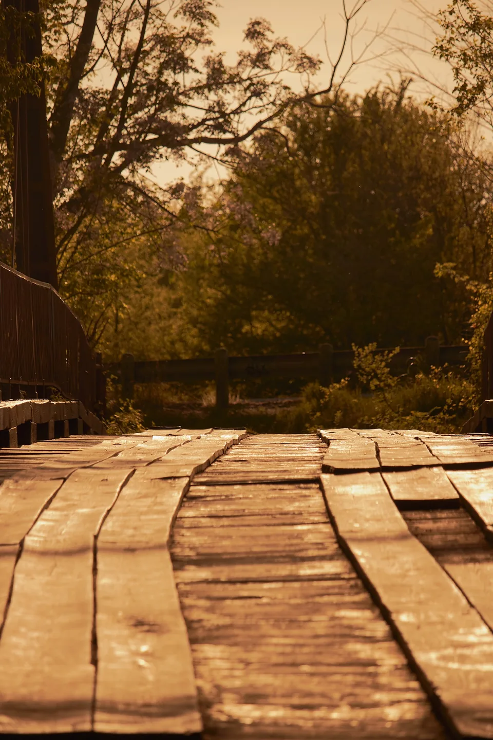 Wooden boardwalk at golden hour