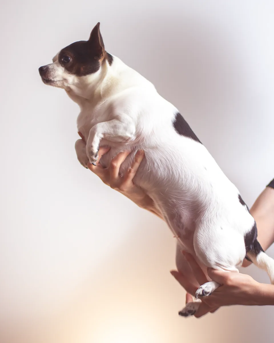 Pixie, held aloft