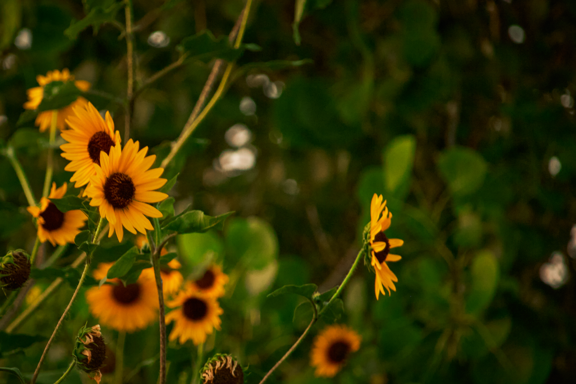 Wild sunflowers, shallow depth of field, warm natural light
